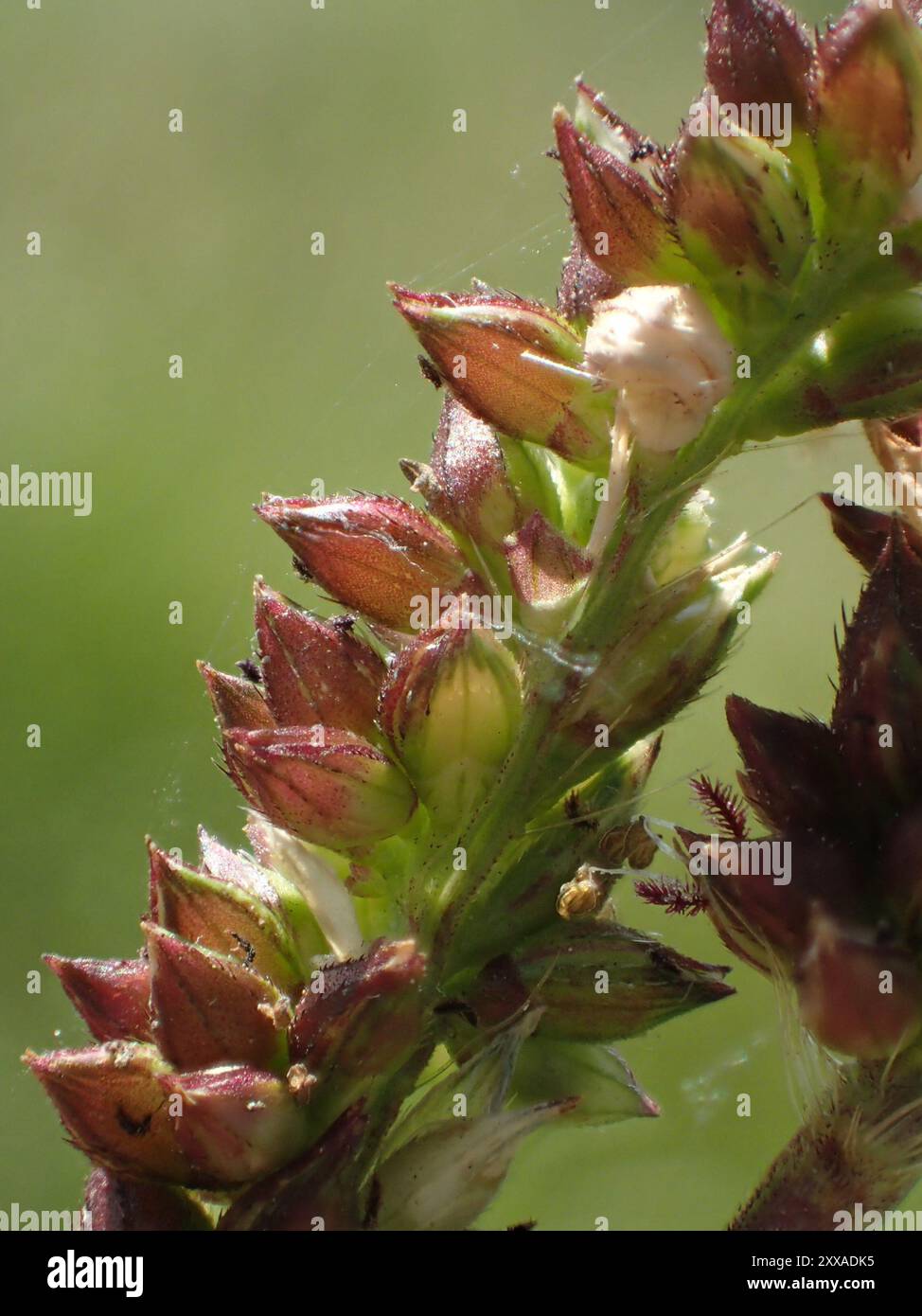 Jungle Rice (Echinochloa colonum) Plantae Stock Photo - Alamy