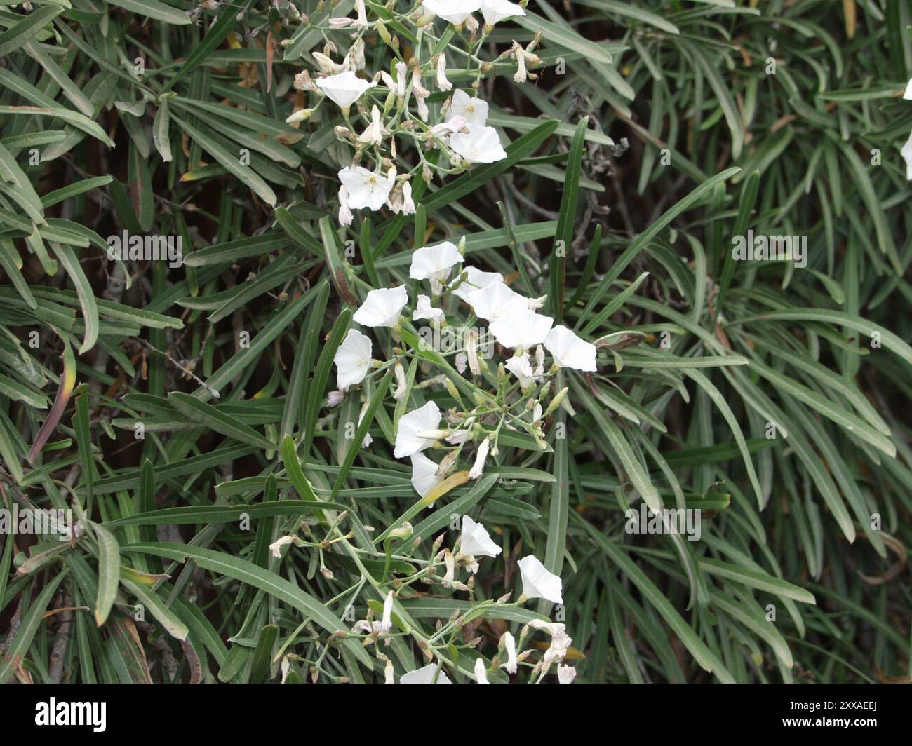 Canary tree bindweed (Convolvulus floridus) Plantae Stock Photo - Alamy