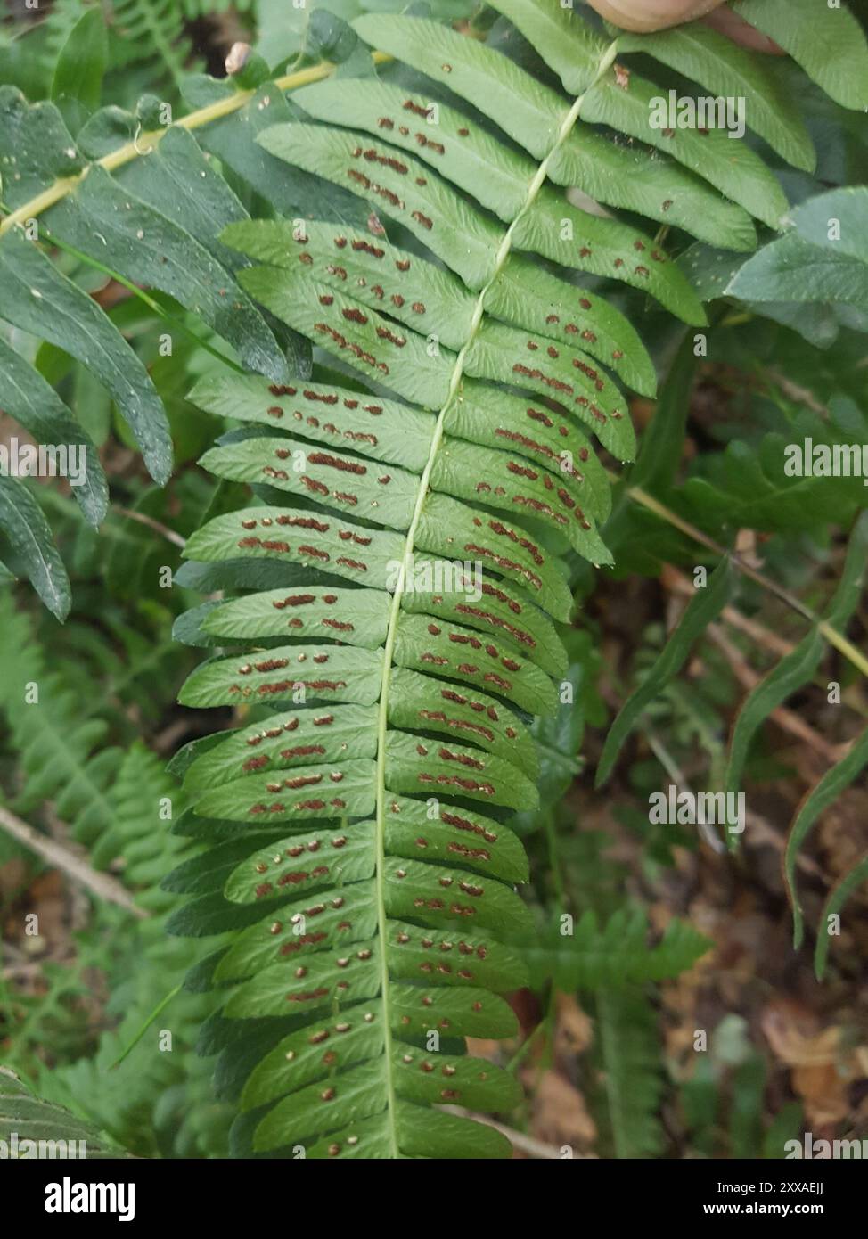 little hard fern (Blechnum penna-marina) Plantae Stock Photo - Alamy