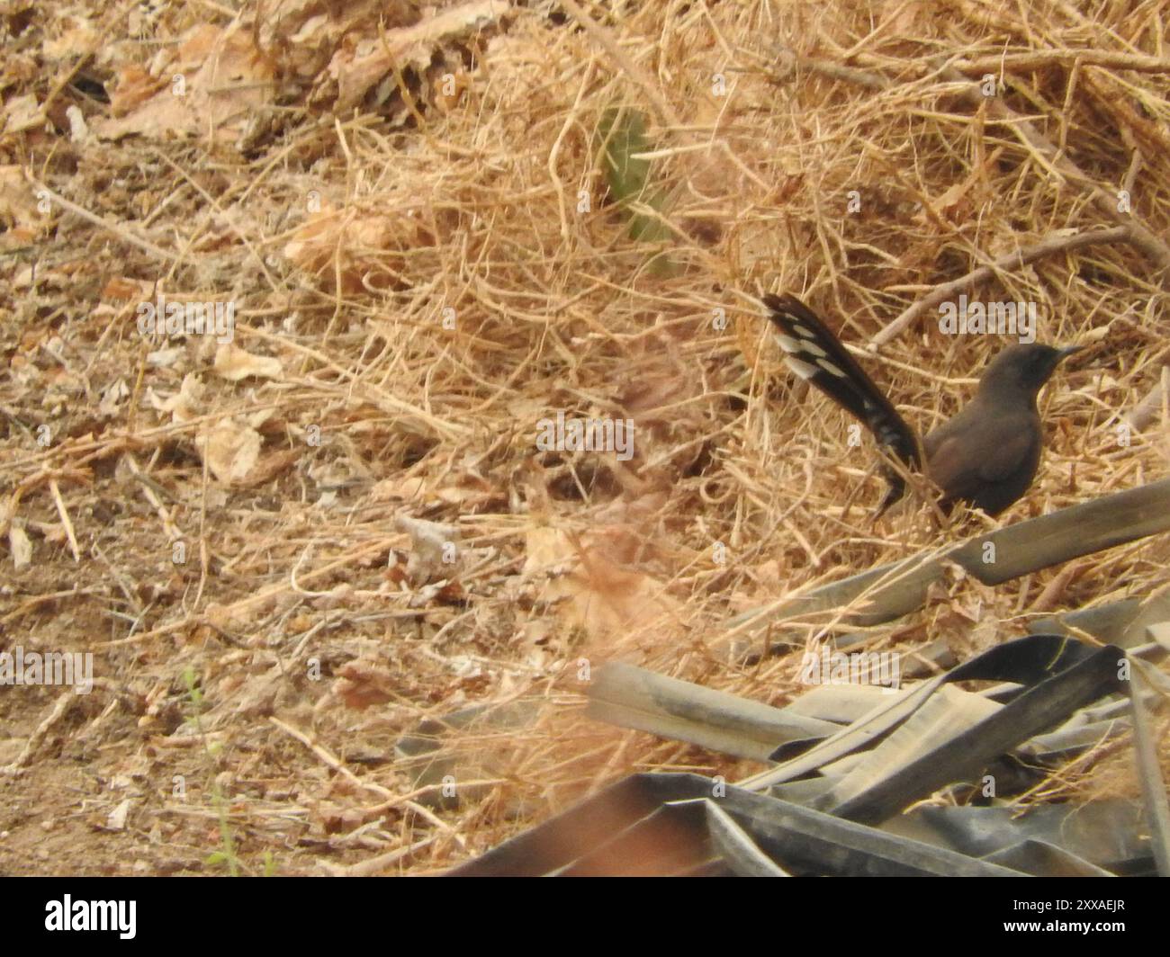Black ScrubRobin (Cercotrichas podobe) Aves Stock Photo Alamy