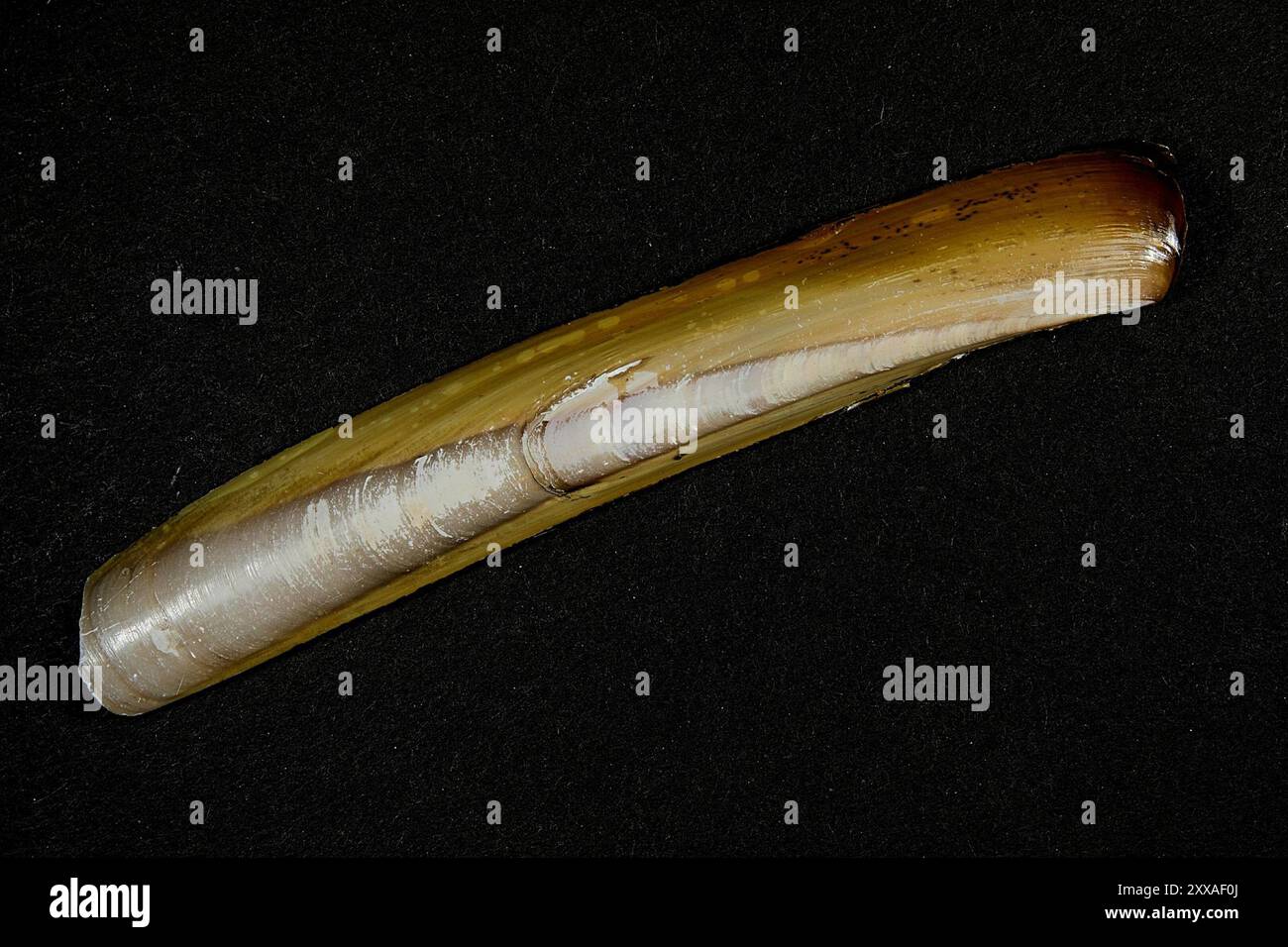 Atlantic Jackknife (Ensis leei) Mollusca Stock Photo - Alamy