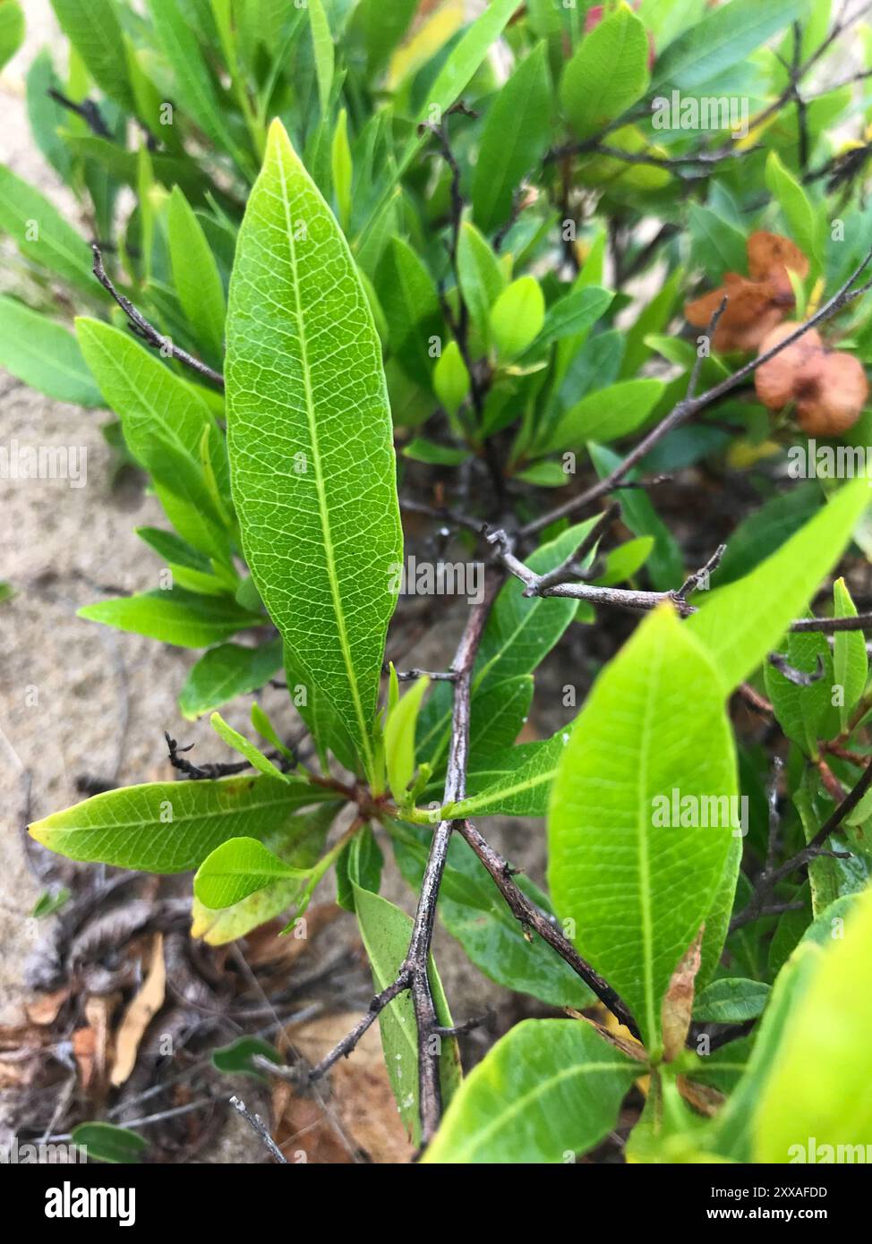 Akeake (Dodonaea viscosa) Plantae Stock Photo - Alamy