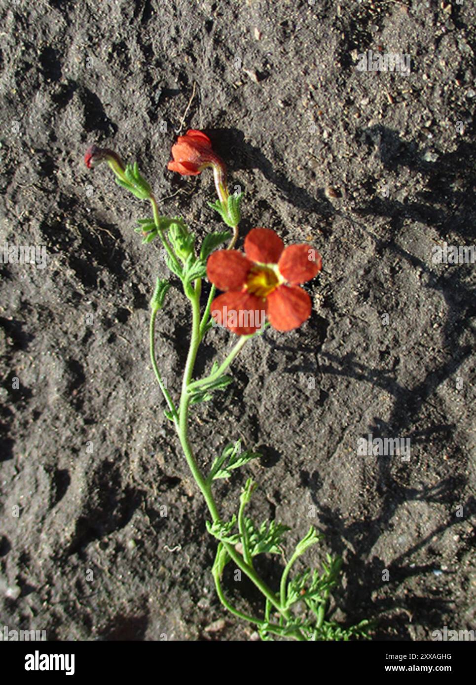 Gold Jaybee Jamesbrittenia Aurantiaca Plantae Stock Photo Alamy gold-jaybee-jamesbrittenia-aurantiaca-plantae-stock-photo-alamy