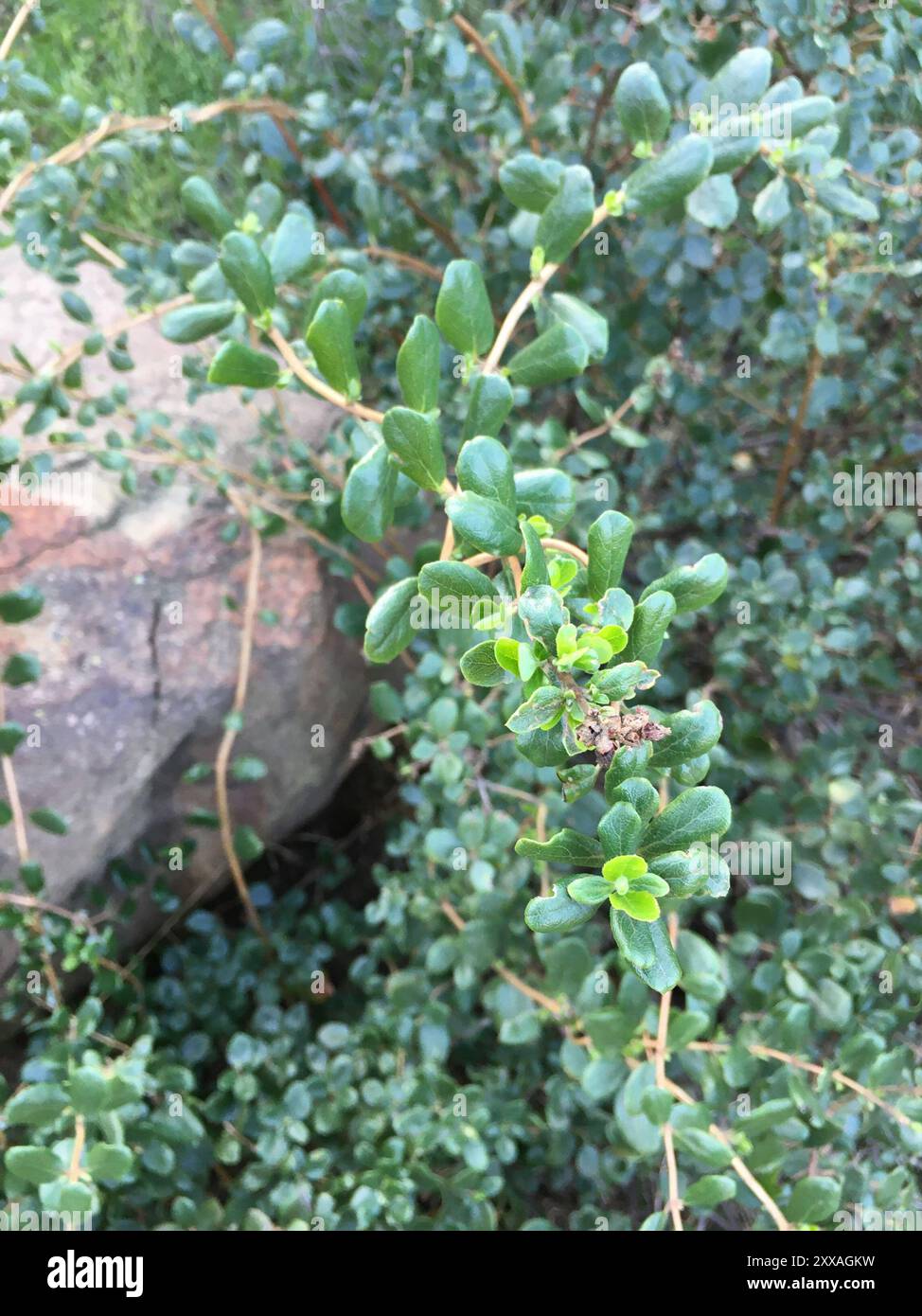 Southern Honeysuckle (Lonicera subspicata) Plantae Stock Photo - Alamy
