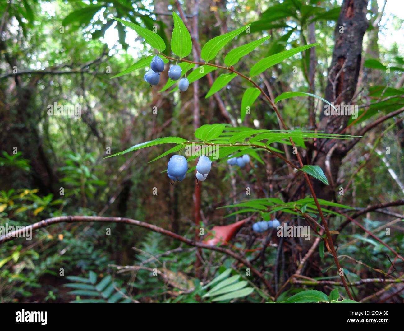 Turquoise Berry Turquoise Berry (Drymophila cyanocarpa) Plantae Stock Photo - Alamy