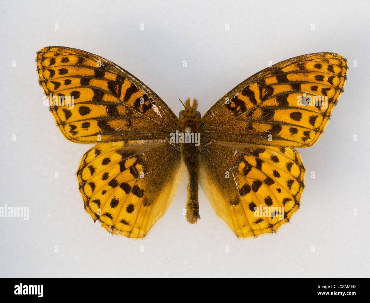 (Argynnis hesperis schellbachi) Insecta Stock Photo - Alamy