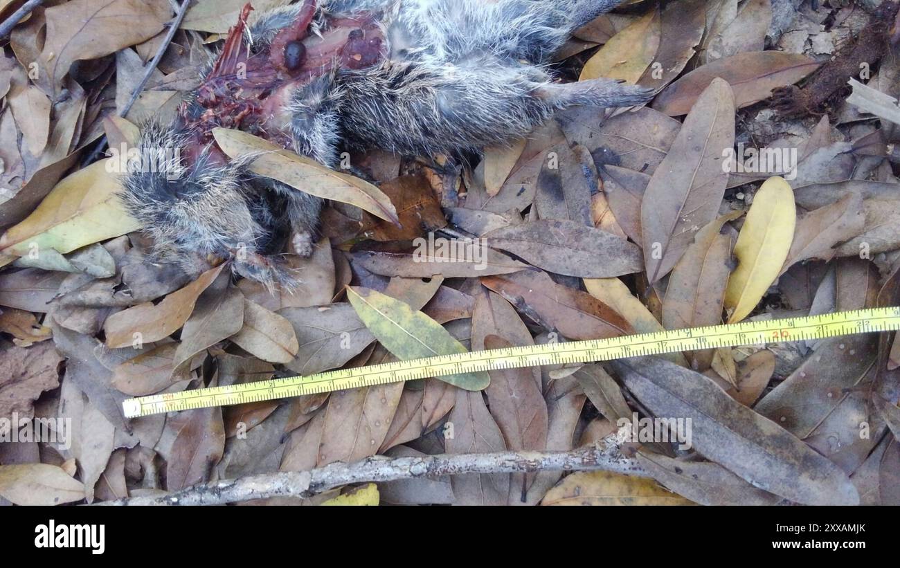 Hispid Cotton Rat (Sigmodon hispidus) Mammalia Stock Photo - Alamy