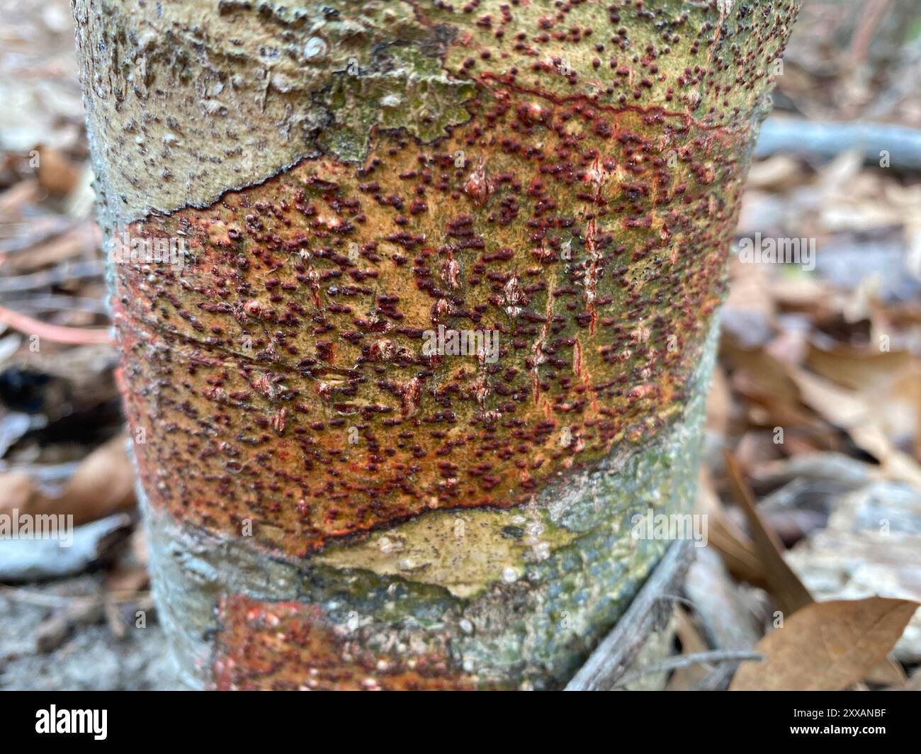 Bark Rash Lichen (Pyrenula cruenta) Fungi Stock Photo - Alamy