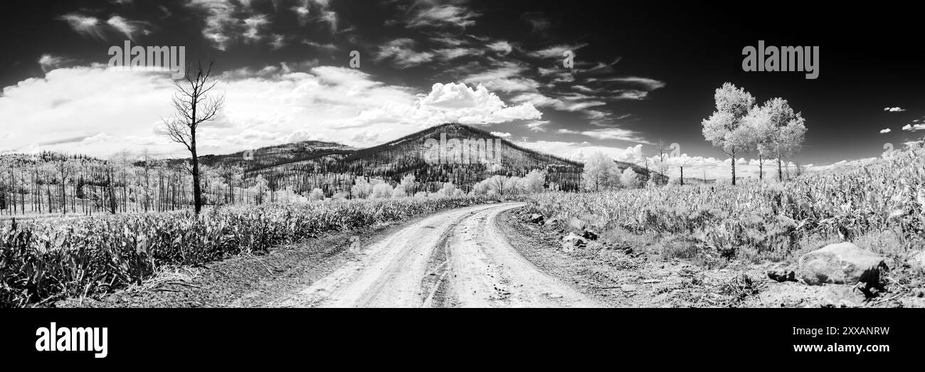 A black and white panorama of a gravel road cutting through a mountain meadow. Three white trees at right, one dead tree at left, mountain in center. Stock Photo