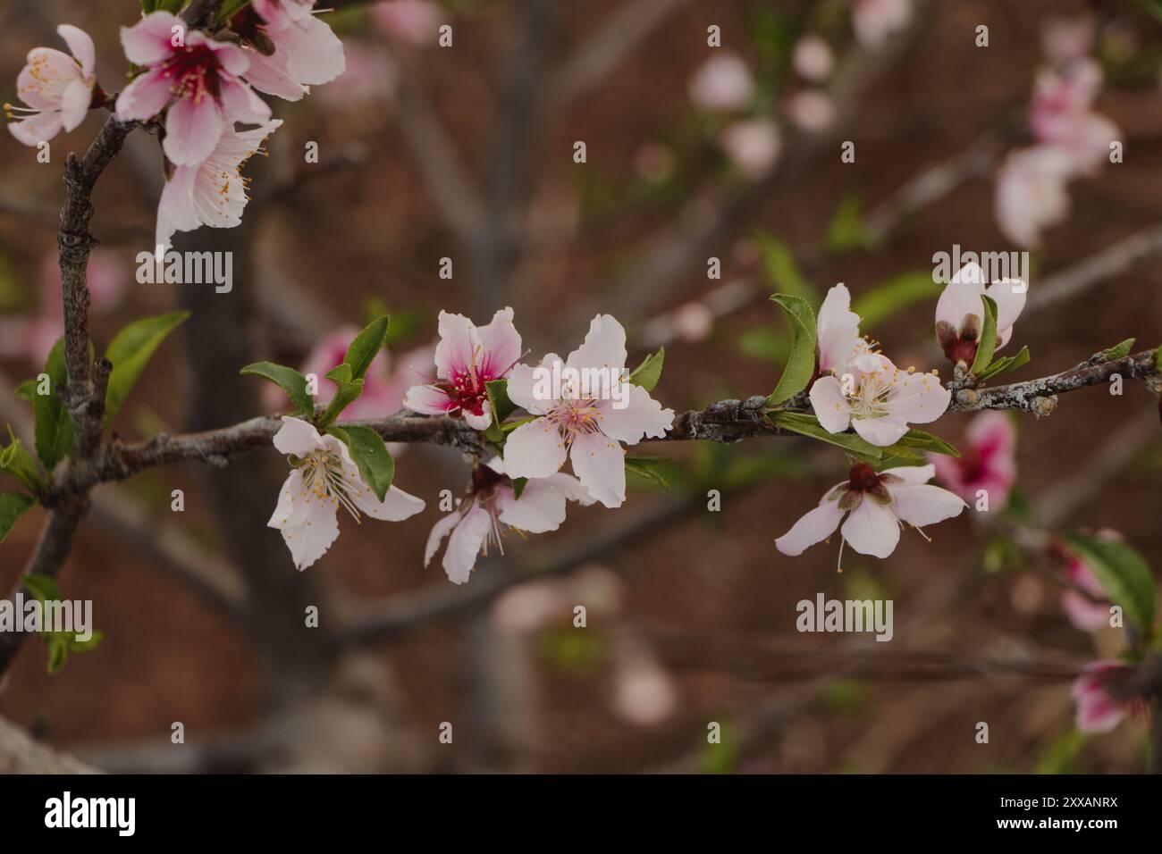 Branch full pink flowers hi-res stock photography and images - Alamy