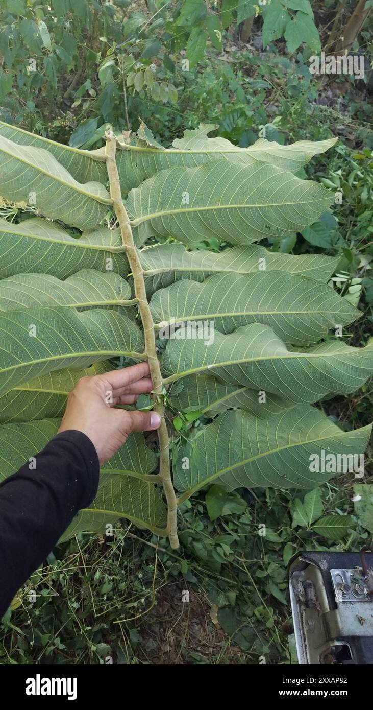 Panama rubber tree (Castilla elastica) Plantae Stock Photo