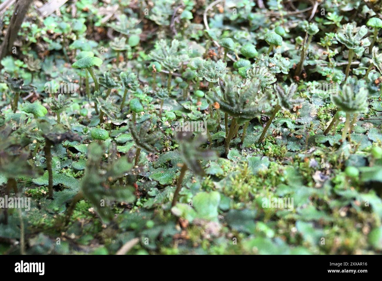Inflexa Inflexa hi-res stock photography and images - Alamy