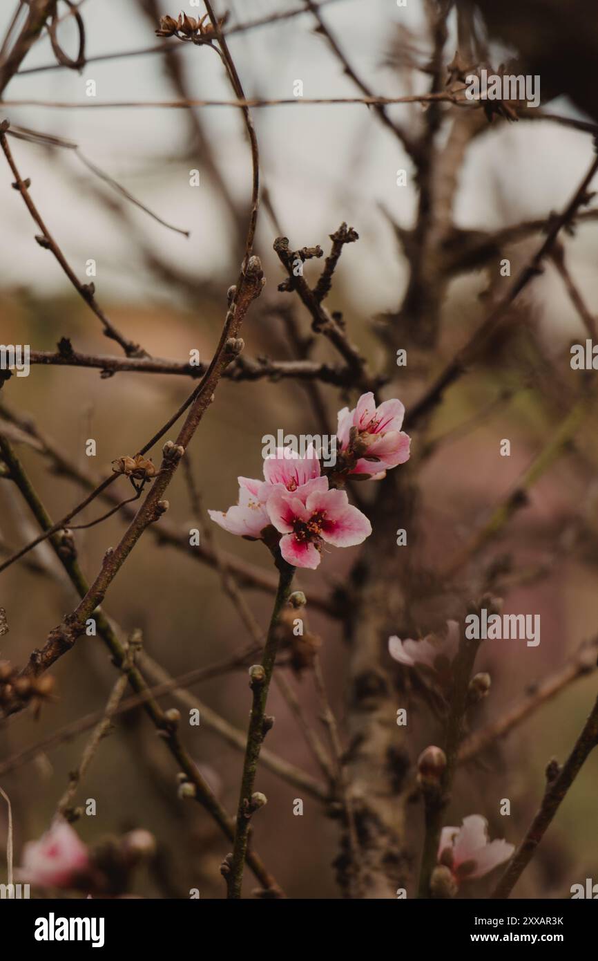 Beautiful pink sakura flowers close hi-res stock photography and images ...