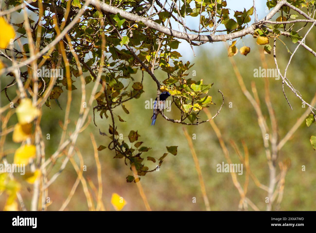 Western Bluebird (Sialia mexicana) Aves Stock Photo - Alamy