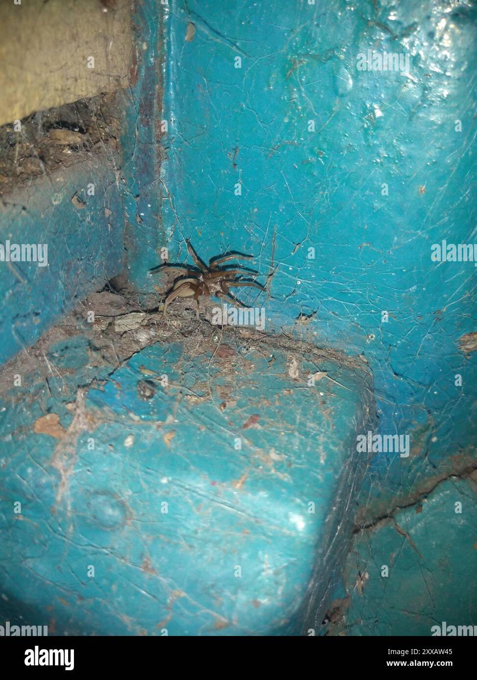 Southern House Spider (Kukulcania hibernalis) Arachnida Stock Photo Alamy
