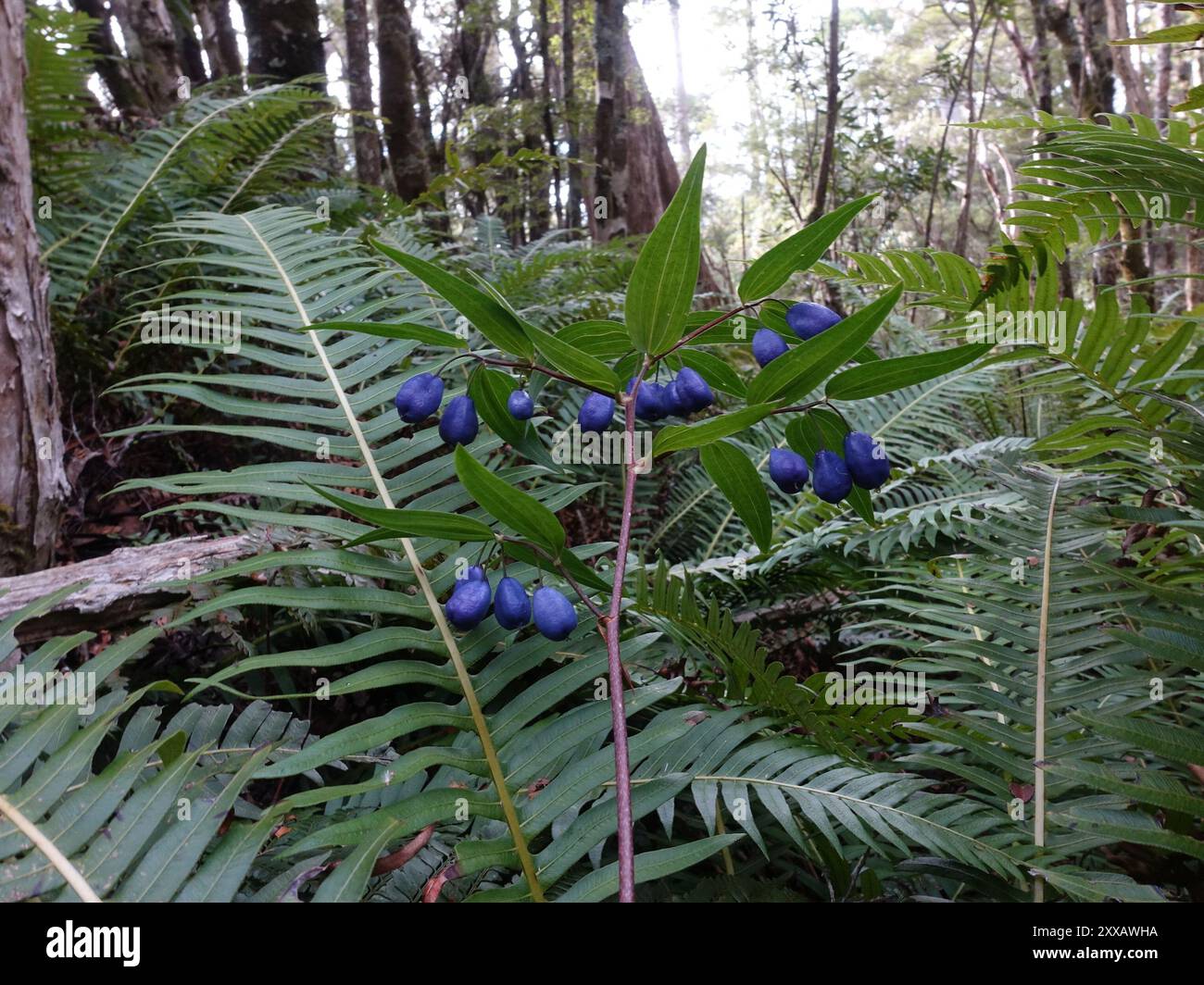 Turquoise Berry Turquoise Berry (Drymophila cyanocarpa) Plantae Stock Photo - Alamy