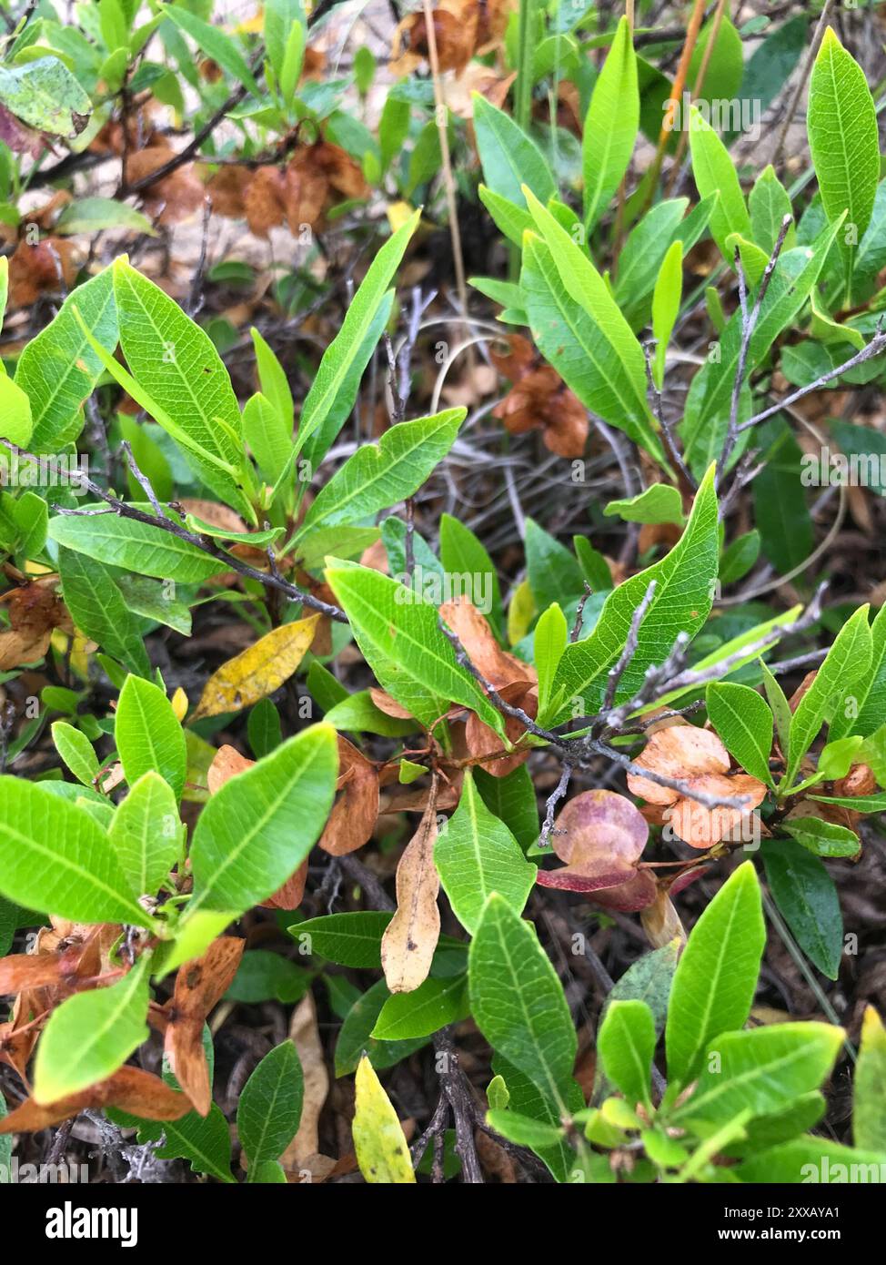 Akeake (Dodonaea viscosa) Plantae Stock Photo - Alamy