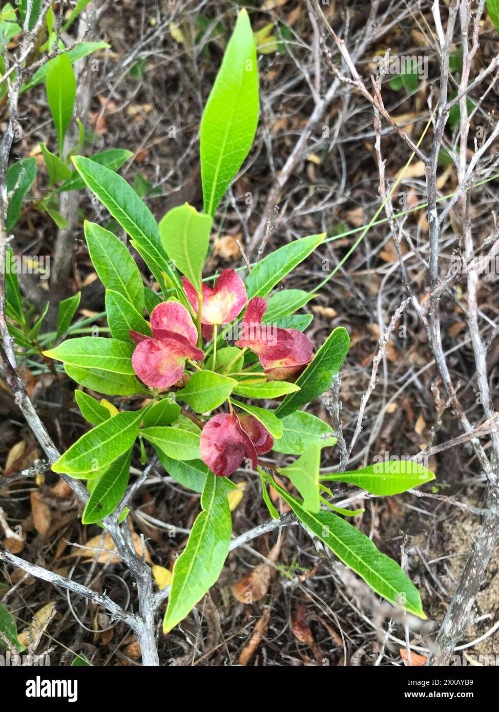 Akeake (Dodonaea viscosa) Plantae Stock Photo - Alamy