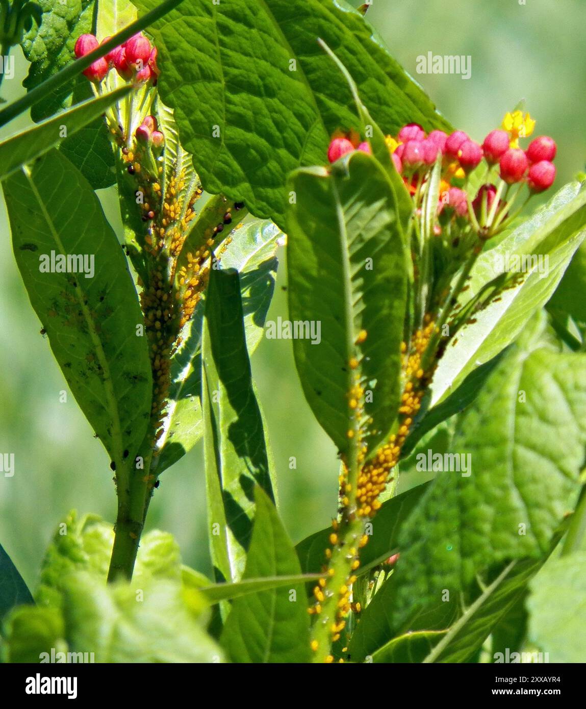 Oleander Insect Oleander Aphid (Aphis nerii) Insecta Stock Photo - Alamy