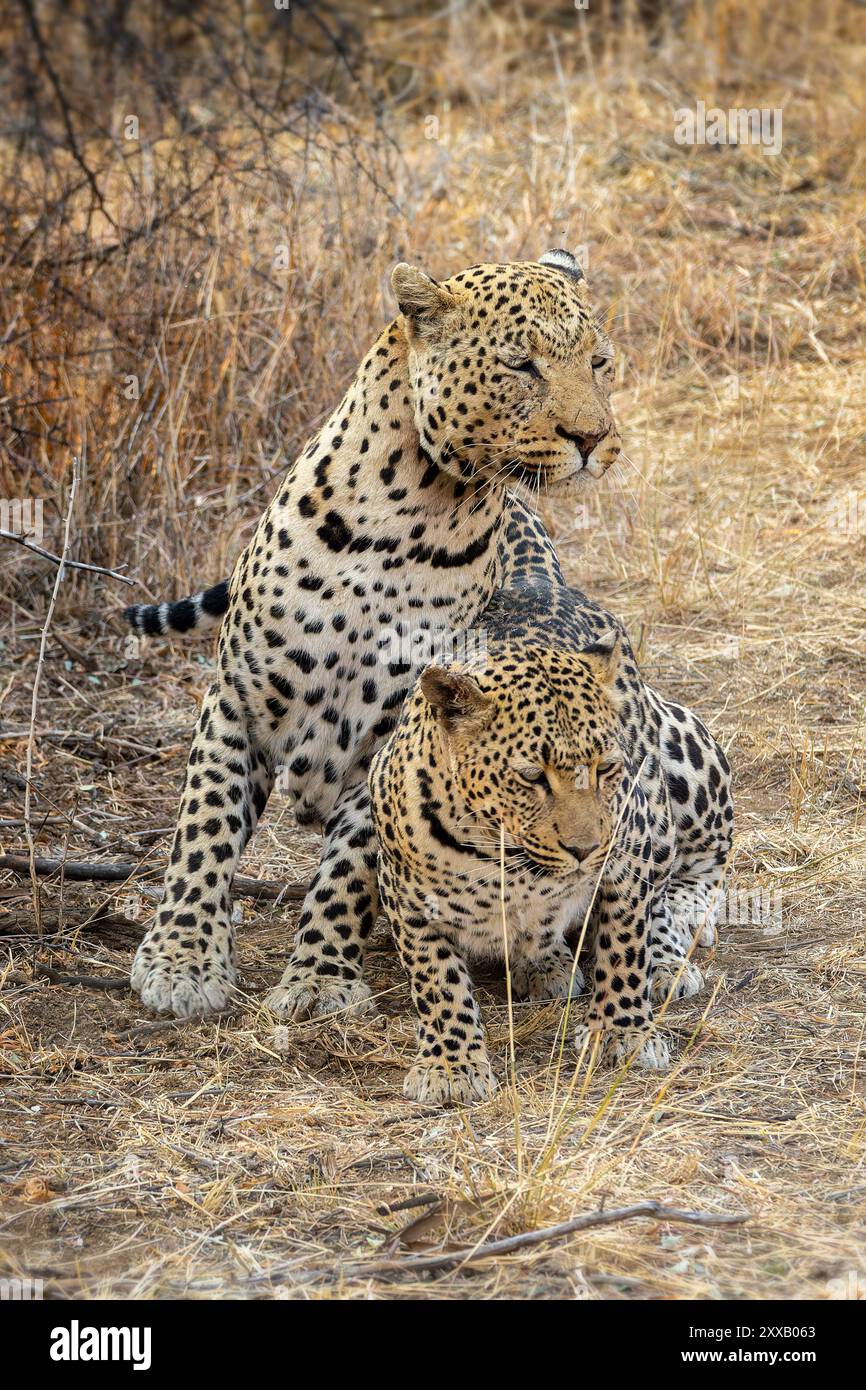 Breeding pair of leopards, couple of male and female leopards mating in Namibia, Africa Stock Photo