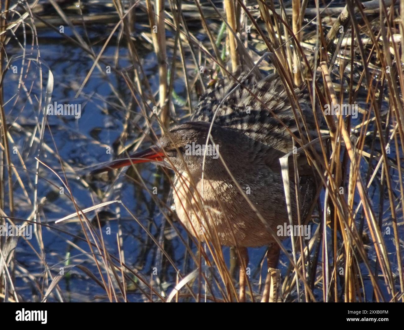 Ridgway's Rail (Rallus obsoletus) Aves Stock Photo Alamy