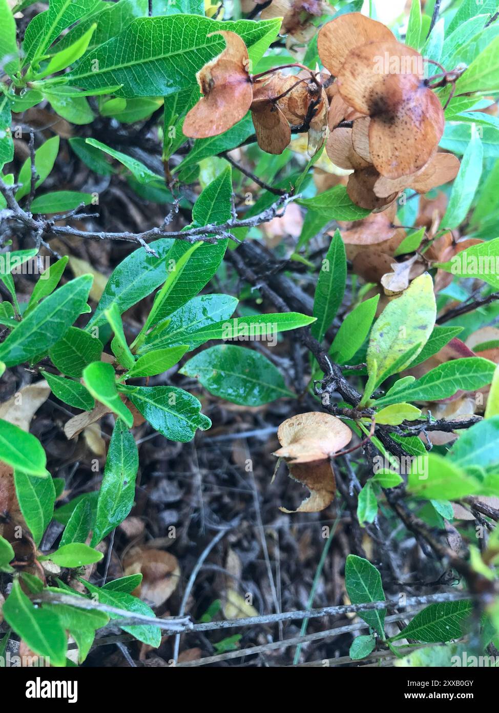 Akeake (Dodonaea viscosa) Plantae Stock Photo - Alamy