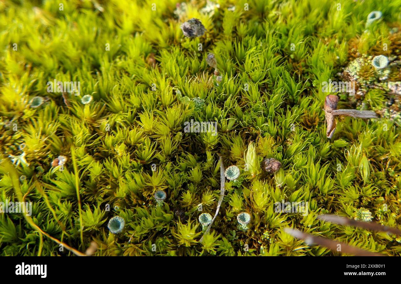 pixie cup and reindeer lichens (Cladonia) Fungi Stock Photo - Alamy