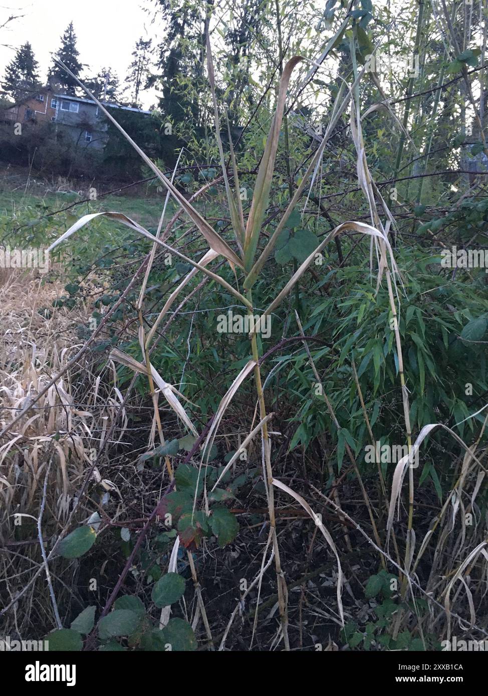 giant reed (Arundo donax) Plantae Stock Photo - Alamy