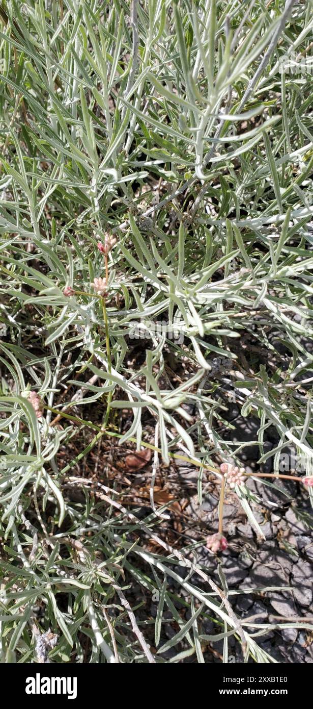 Rubber Rabbitbrush (Ericameria nauseosa) Plantae Stock Photo - Alamy