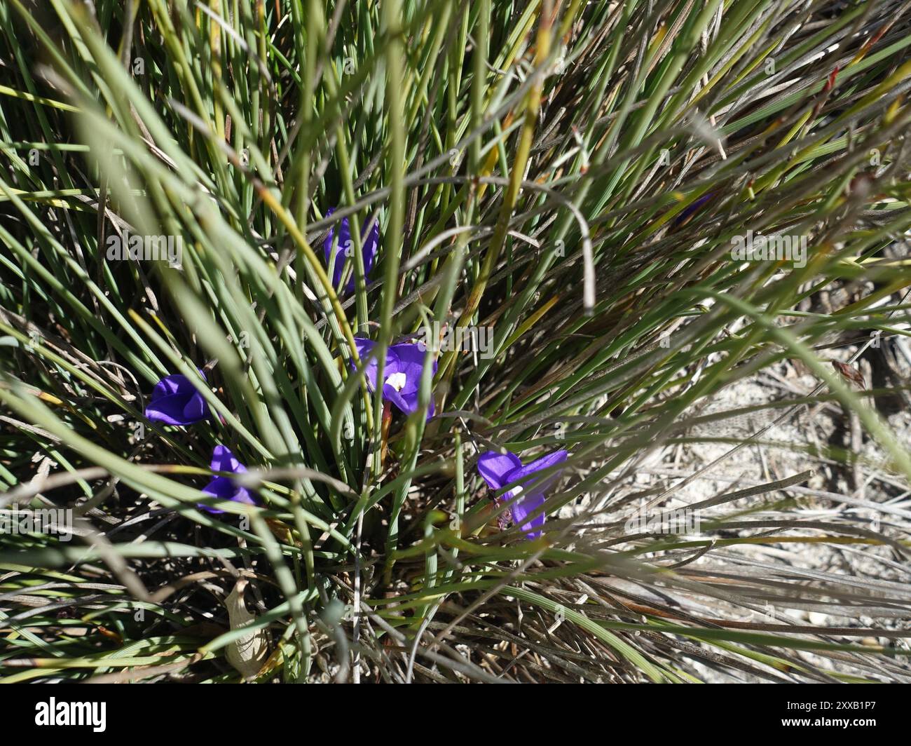 Short Purple-flag (Patersonia fragilis) Plantae Stock Photo - Alamy