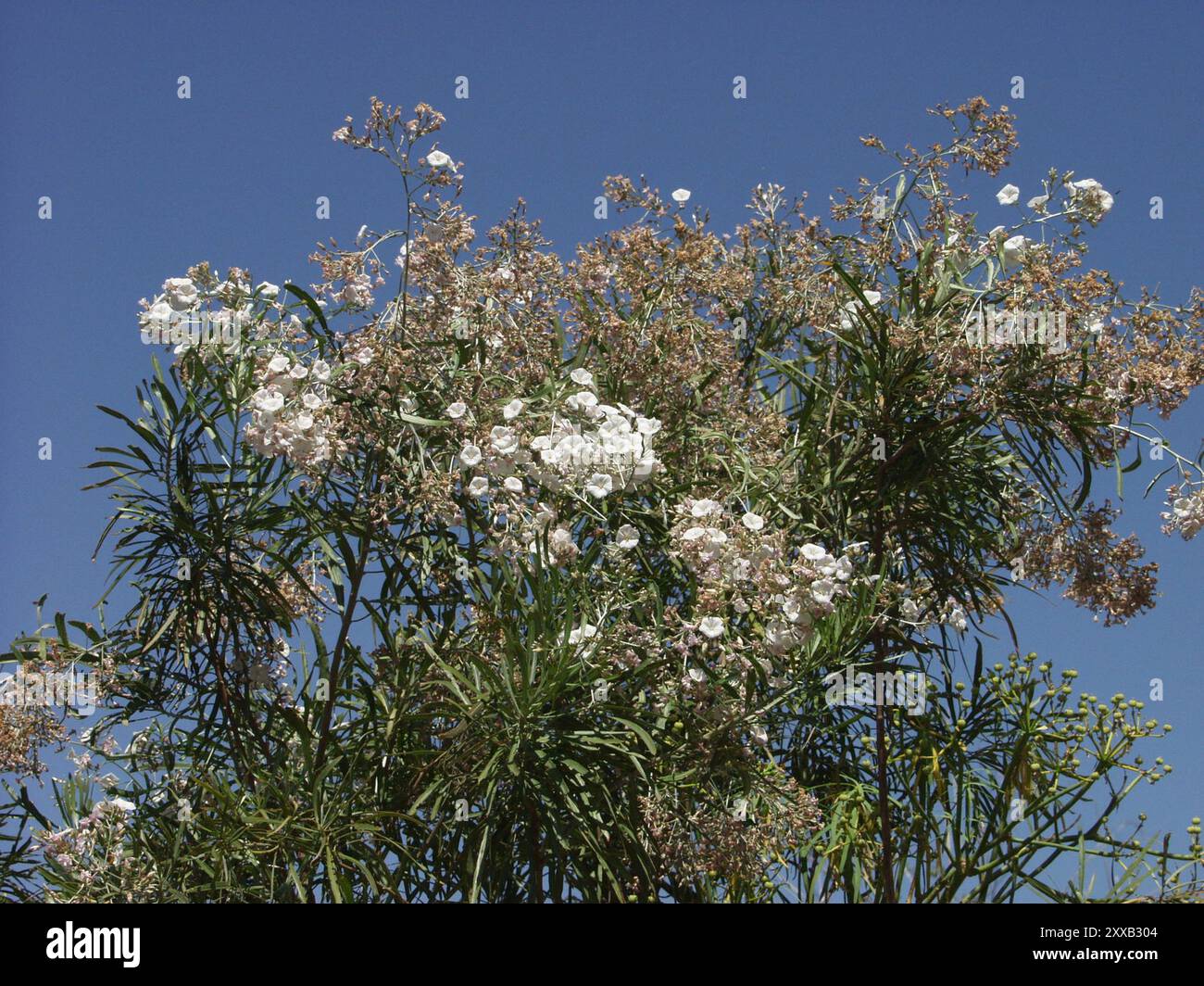 Canary tree bindweed (Convolvulus floridus) Plantae Stock Photo - Alamy