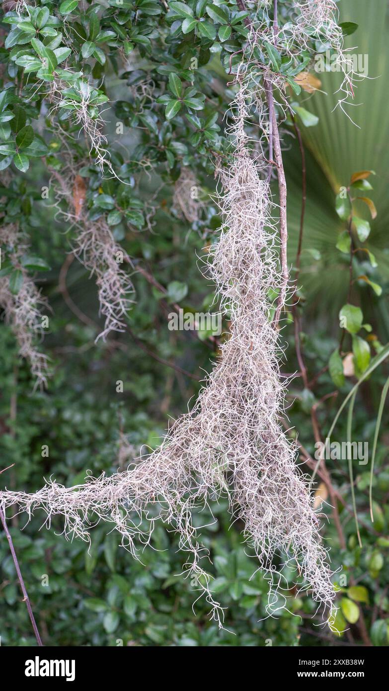Spanish moss (Tillandsia usneoides) Plantae Stock Photo - Alamy
