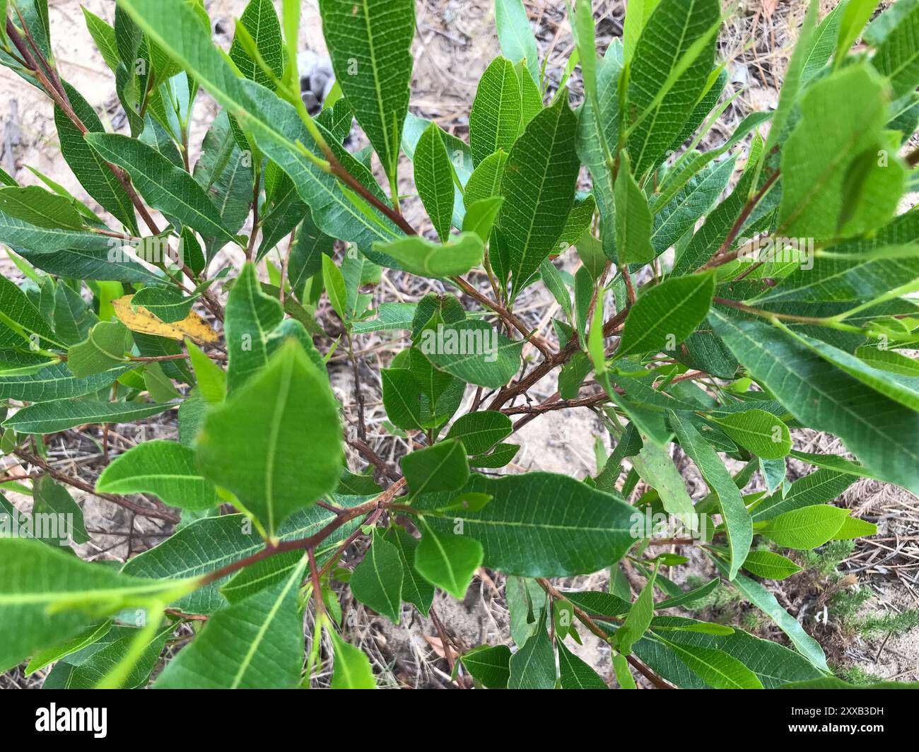 Akeake (Dodonaea viscosa) Plantae Stock Photo - Alamy