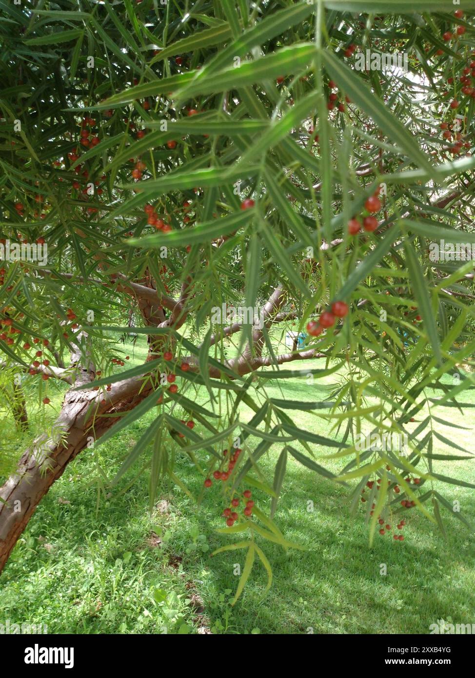Large Pepper Tree Peruvian Pepper Tree (Schinus molle) Plantae Stock Photo - Alamy