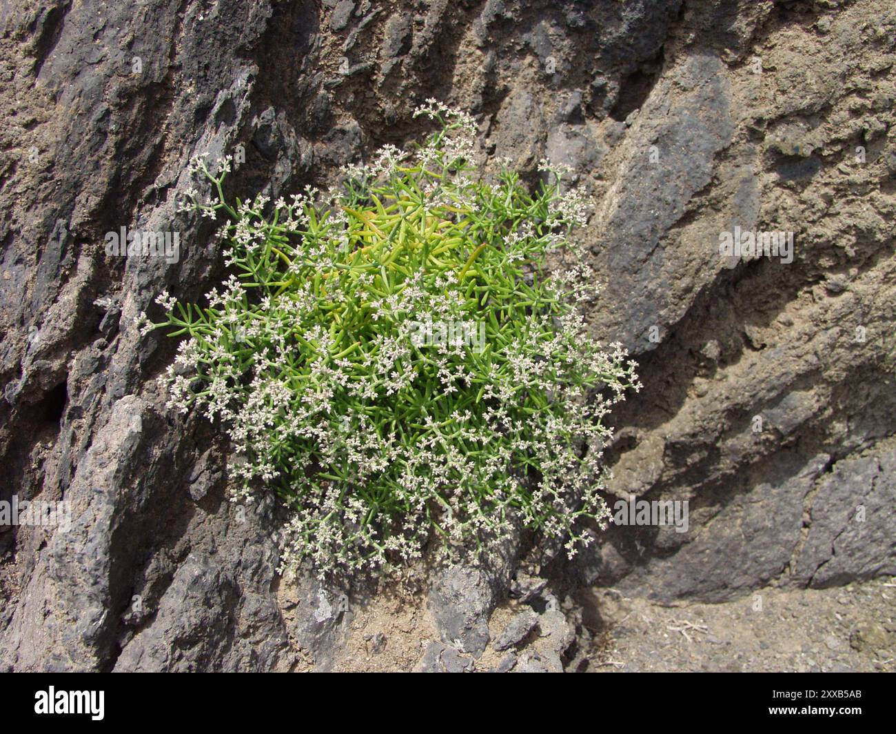 dicots (Magnoliopsida) Plantae Stock Photo - Alamy