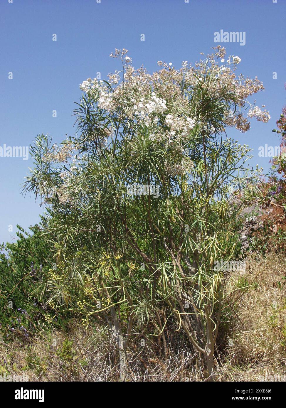 Canary tree bindweed (Convolvulus floridus) Plantae Stock Photo - Alamy