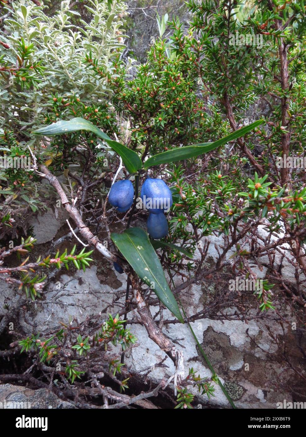 Turquoise Berry Turquoise Berry (Drymophila cyanocarpa) Plantae Stock Photo - Alamy