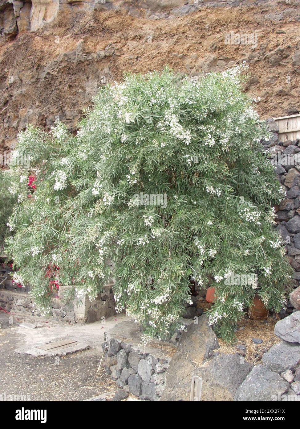 Canary tree bindweed (Convolvulus floridus) Plantae Stock Photo - Alamy