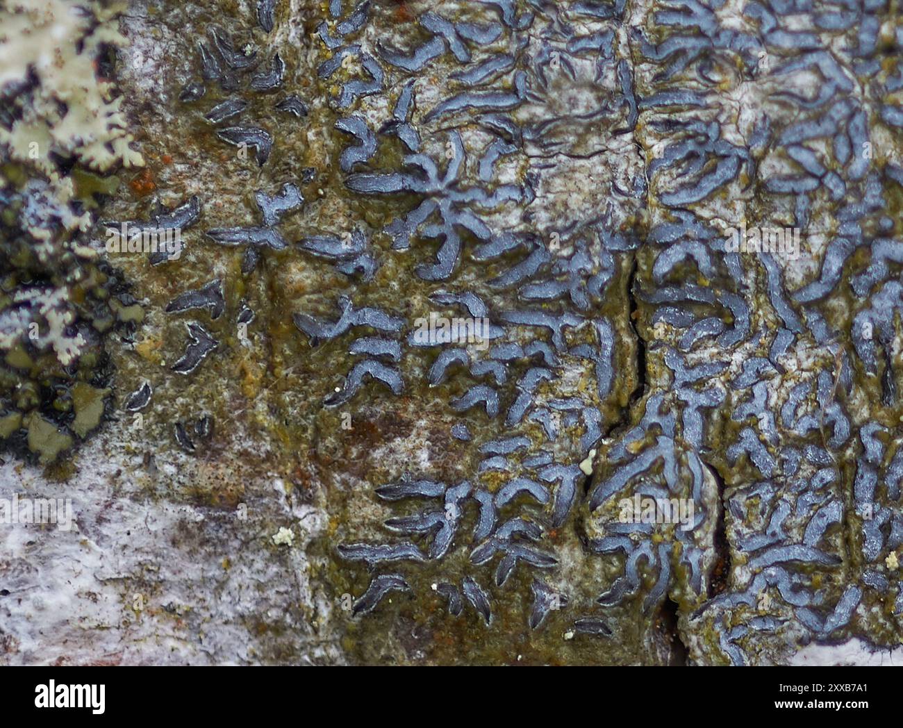 Script Lichen Common Script Lichen (Graphis scripta) Fungi Stock Photo - Alamy