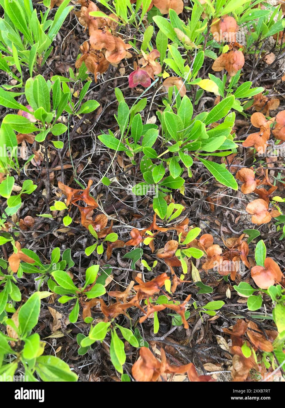 Akeake (Dodonaea viscosa) Plantae Stock Photo - Alamy