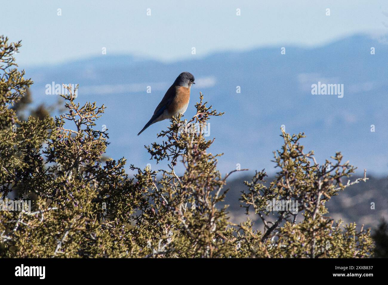 Western Bluebird (Sialia mexicana) Aves Stock Photo - Alamy