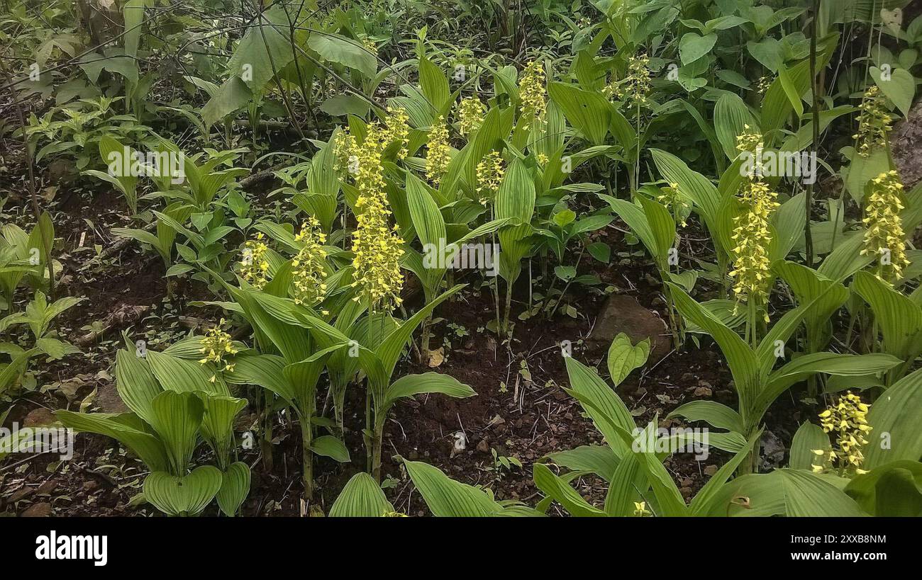 (Eulophia ochreata) Plantae Stock Photo