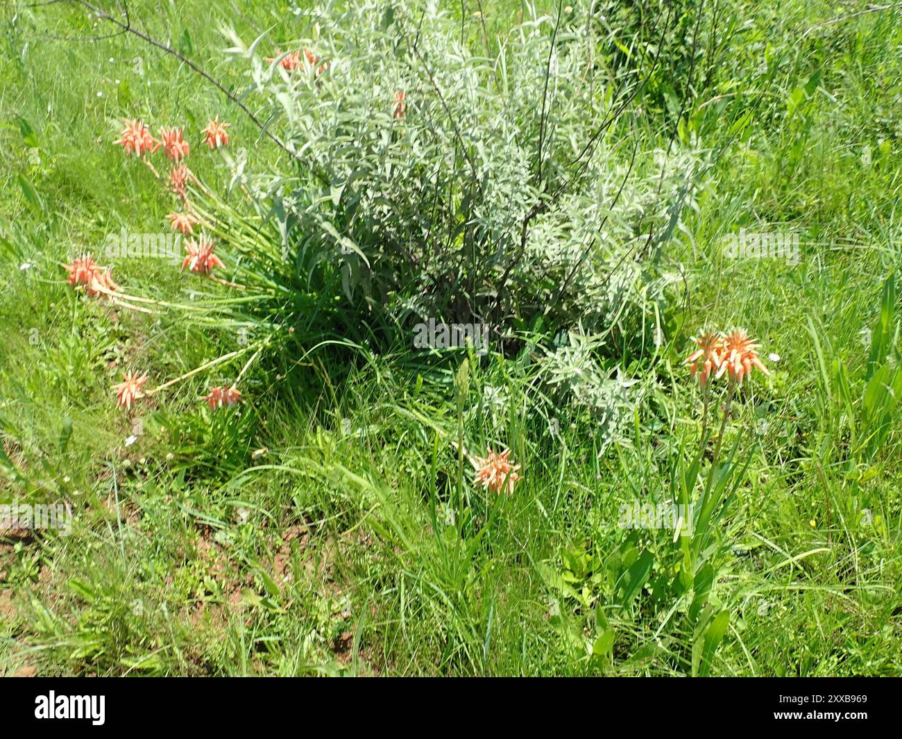 Cooper's aloe (Aloe cooperi) Plantae Stock Photo - Alamy
