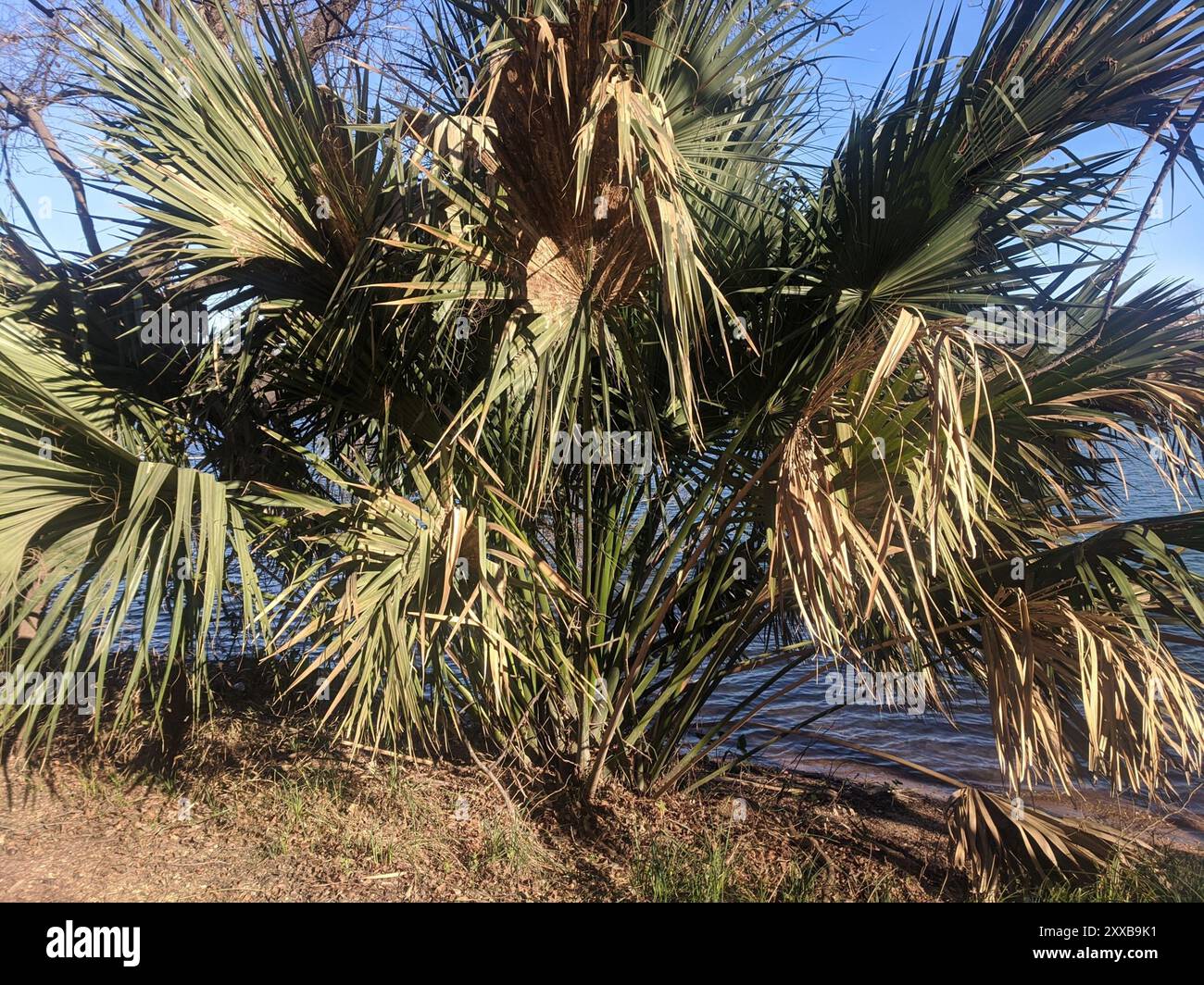 Mexican Palmetto (Sabal mexicana) Plantae Stock Photo