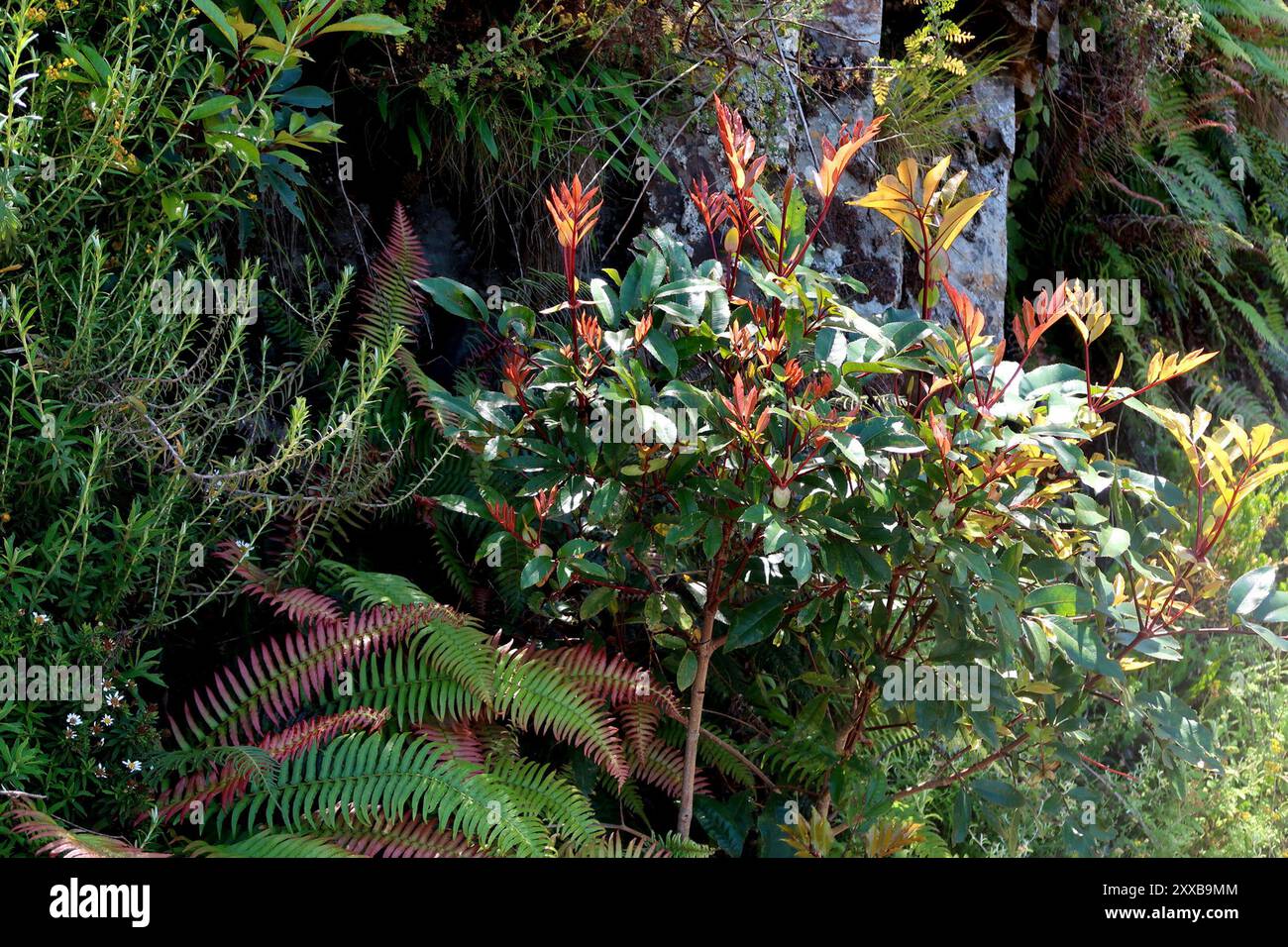butterspoon tree (Cunonia capensis) Plantae Stock Photo - Alamy