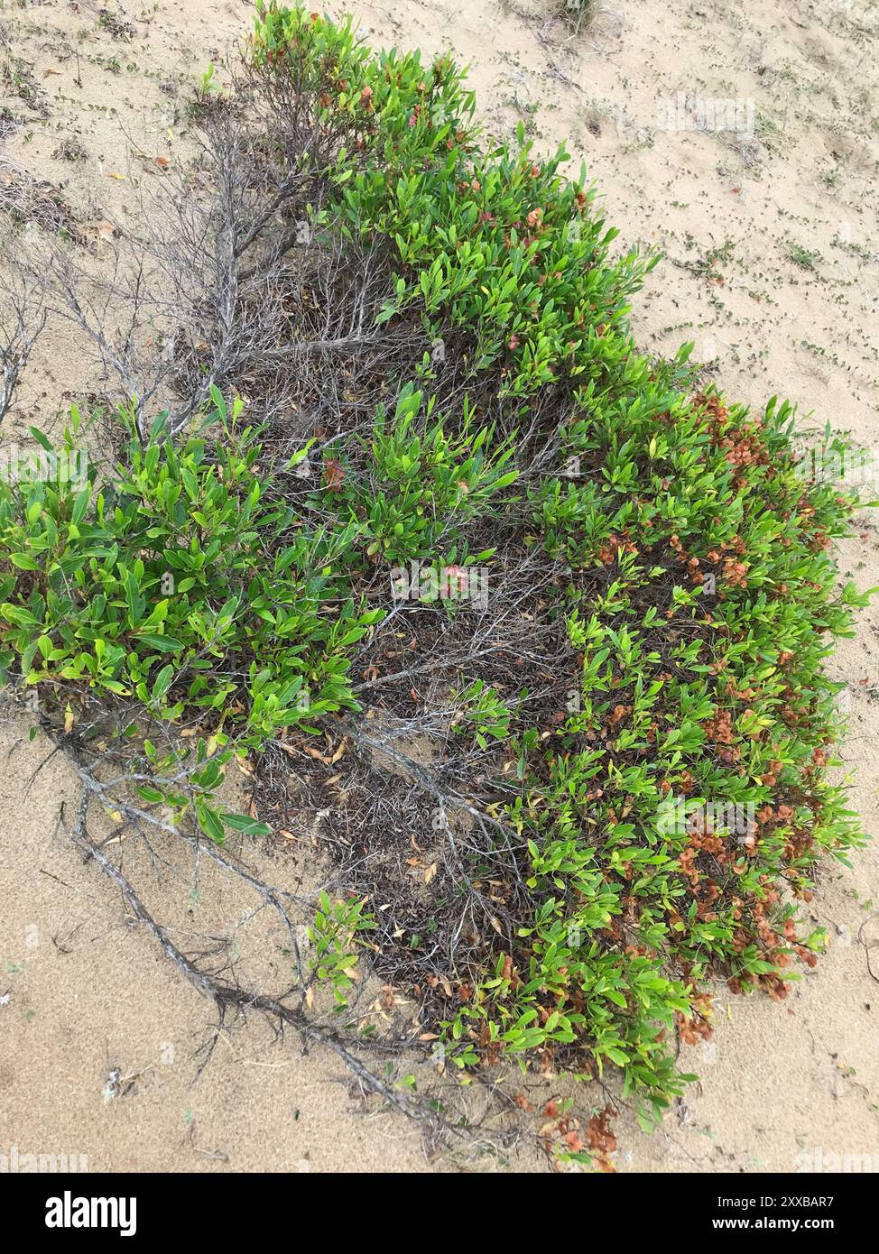 Akeake (Dodonaea viscosa) Plantae Stock Photo - Alamy