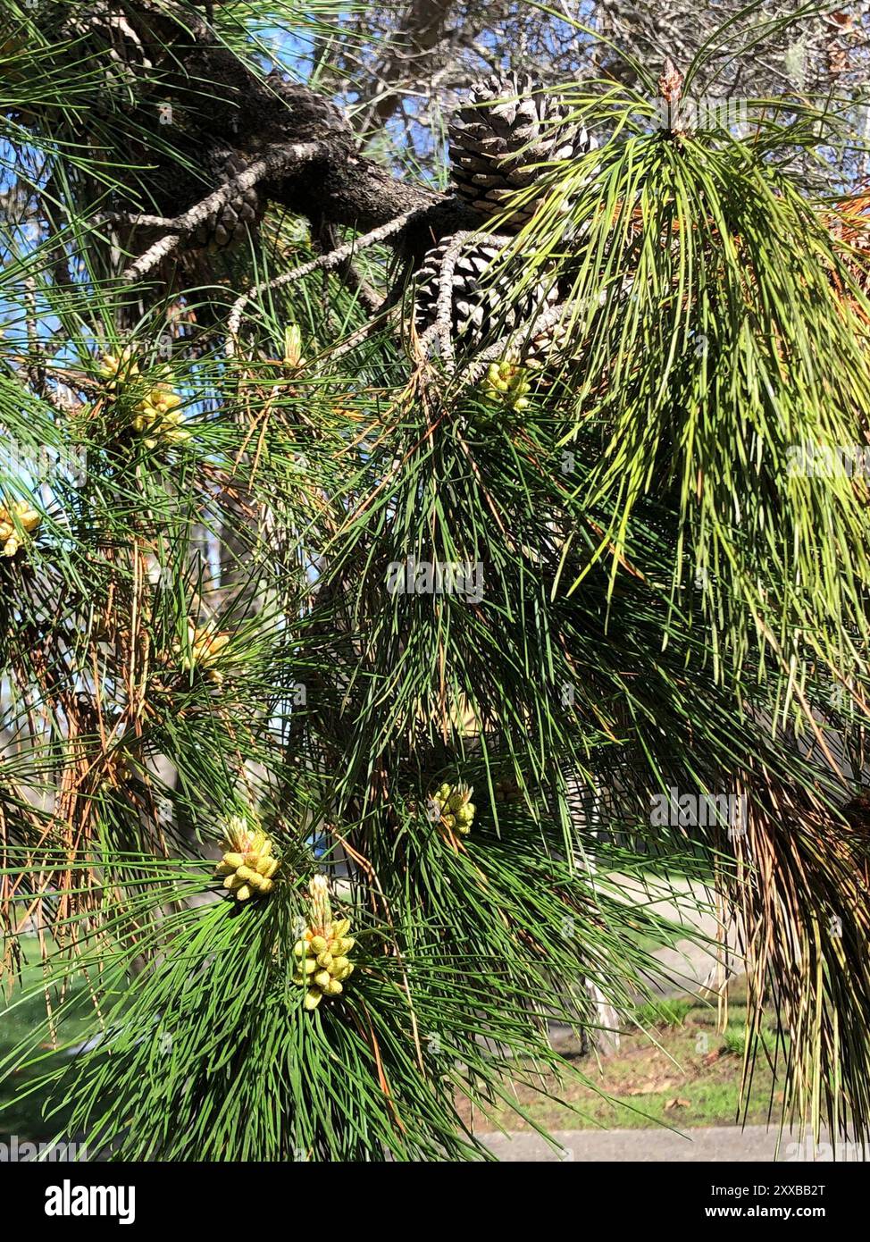 Monterey pine (Pinus radiata) Plantae Stock Photo - Alamy