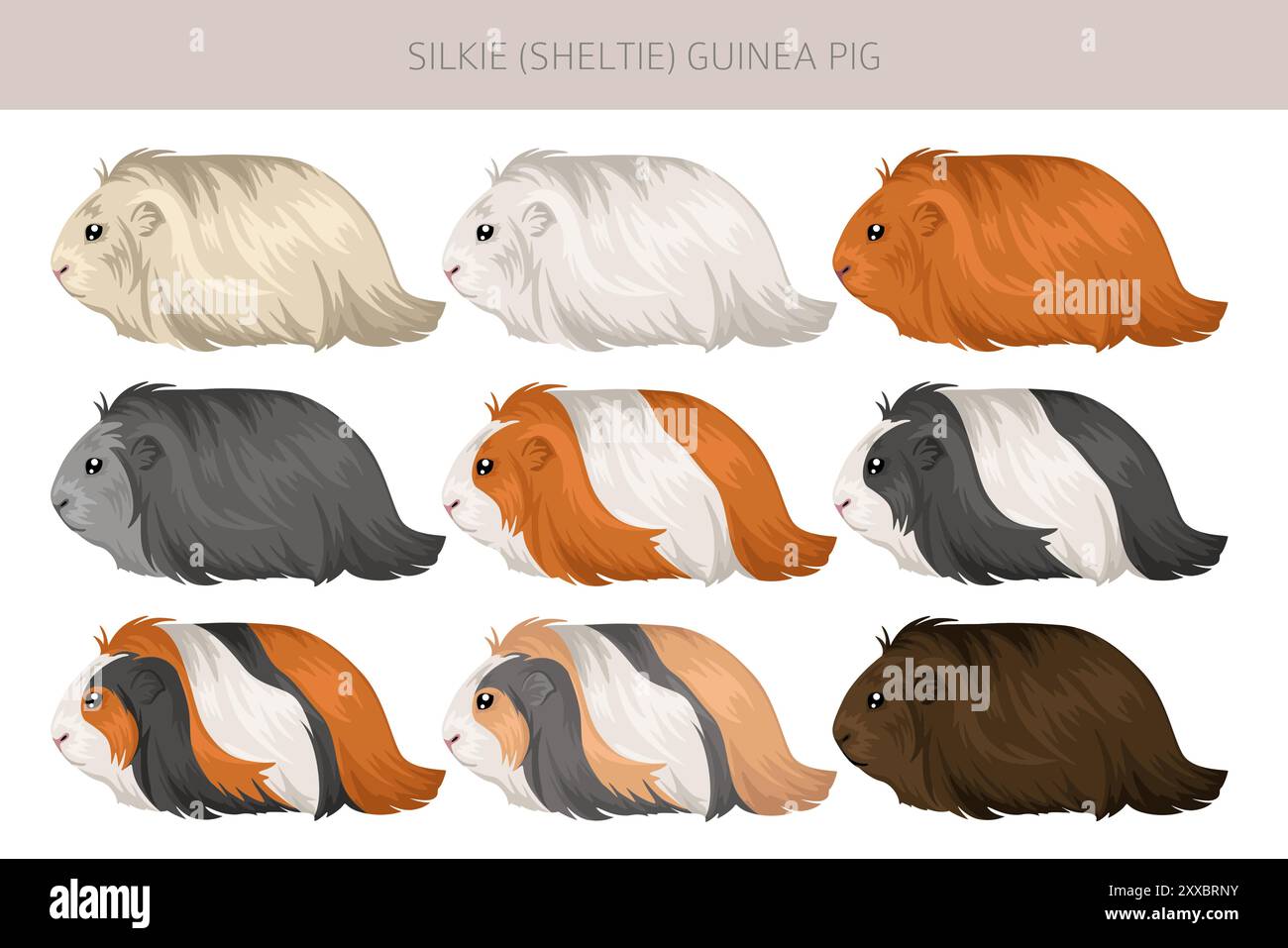 Silkie Guinea pig clipart. Sheltie Cavy All coat colors cavies set ...