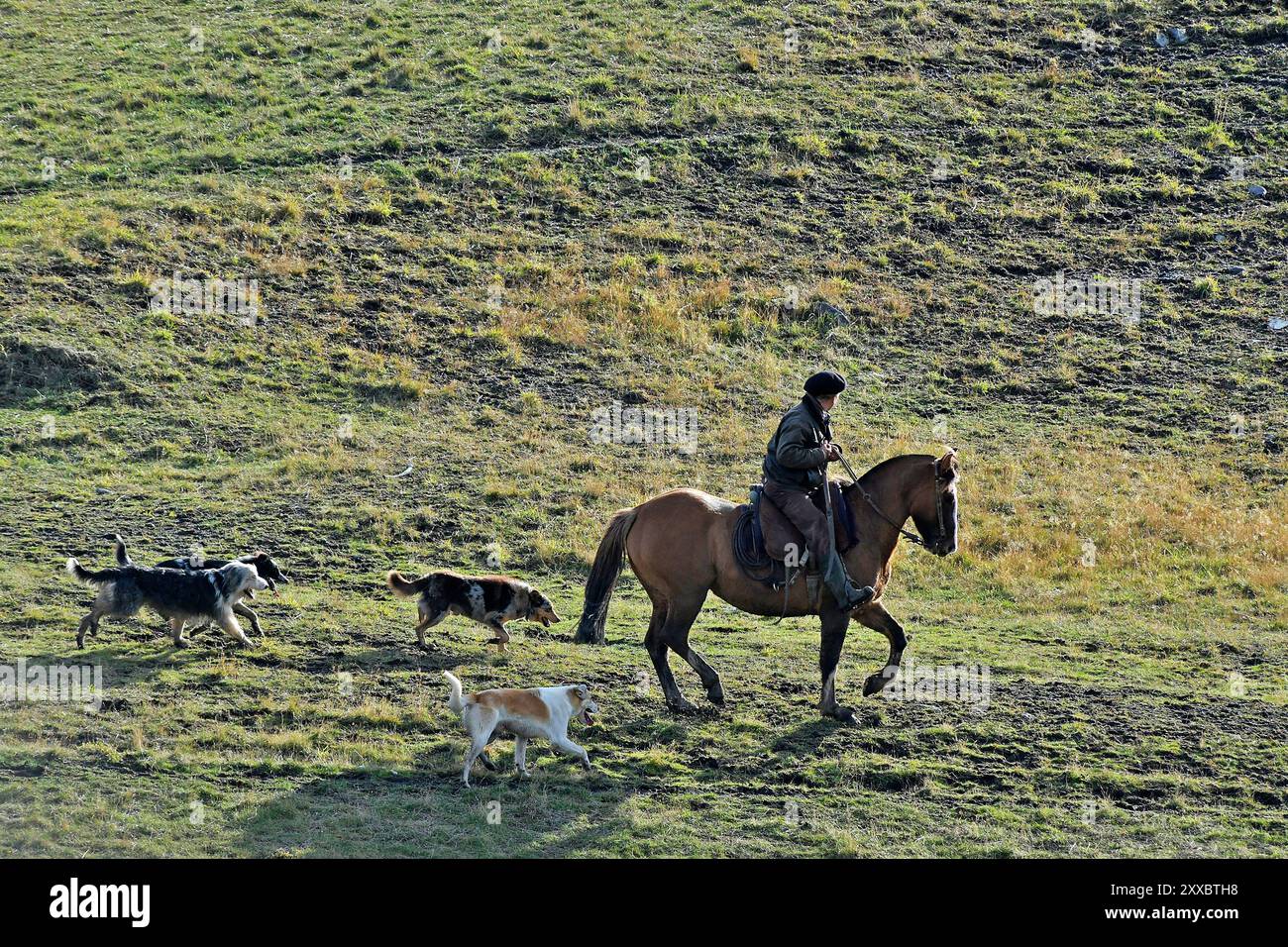 Patagonia argentine cattle hi-res stock photography and images - Alamy