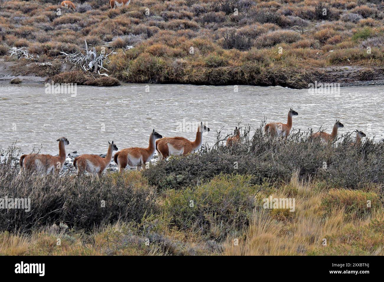Argentine chilean fauna hi-res stock photography and images - Alamy
